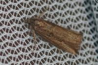 Bactra venosana