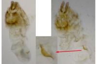 Bactra venosana