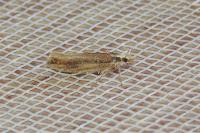 Ypsolopha parenthesella
