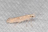 Plutella xylostella
