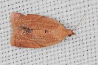 Clepsis consimilana