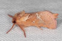 Triodia sylvina