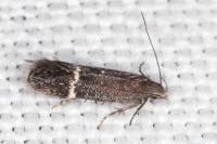 Aproaerema suecicella