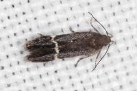 Aproaerema suecicella