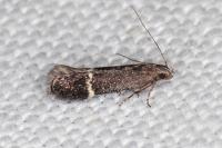 Aproaerema suecicella