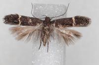 Aproaerema suecicella