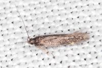 Oxypteryx immaculatella