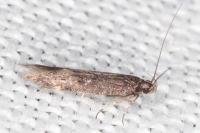 Oxypteryx immaculatella