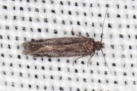 Oxypteryx immaculatella