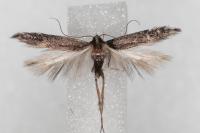 Oxypteryx immaculatella