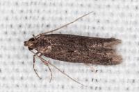 Telphusa cistiflorella