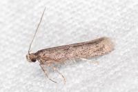 Telphusa cistiflorella