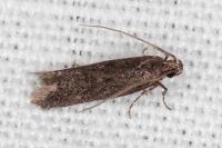 Telphusa cistiflorella