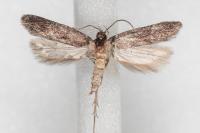 Telphusa cistiflorella