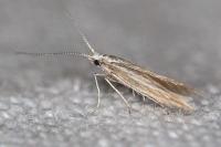 Coleophora bifrondella