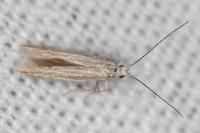 Coleophora bifrondella