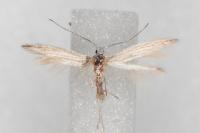 Coleophora bifrondella