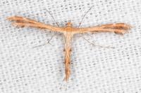 Oxyptilus distans