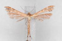 Oxyptilus distans