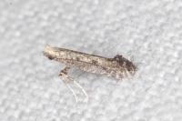 Parornix anglicella