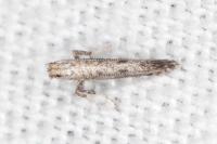 Parornix anglicella