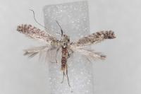 Parornix anglicella