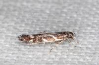 Eteobalea alypella