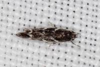 Eteobalea alypella