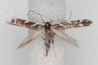 Eteobalea alypella