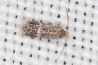 Glaucolepis thymi