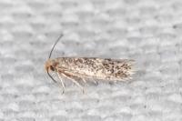 Glaucolepis thymi