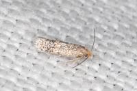 Glaucolepis thymi