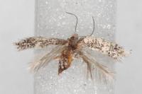 Glaucolepis thymi