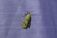 Agapeta hamana