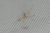 Agdistis frankeniae