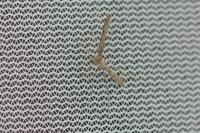 Agdistis frankeniae