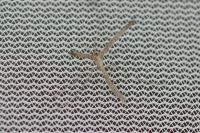 Agdistis frankeniae