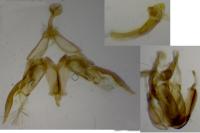 Agdistis frankeniae