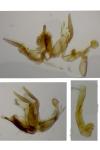 Agdistis frankeniae