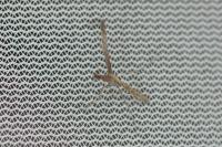 Agdistis frankeniae