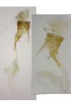 Agdistis frankeniae