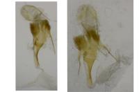 Agdistis frankeniae