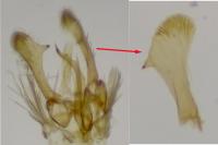 Parornix torquillella