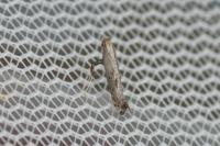 Parornix torquillella