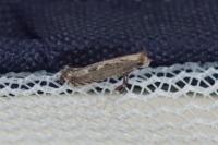 Parornix torquillella