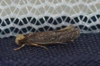 Monopis imella