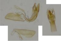 Monopis imella