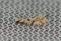 Nemapogon inconditellus