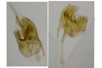 Nemapogon inconditellus