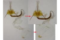 Coleophora saxicolella